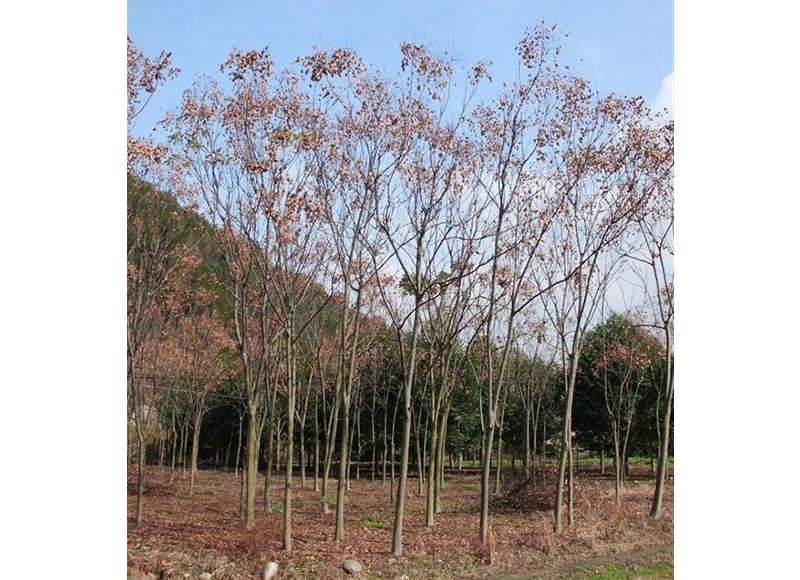 Koelreuteria alborescens